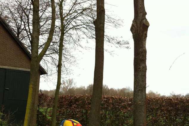 3 eiken bomen rooien door Antoon van Spelde en Juri Norbart vakkundig snel en veilig, Biezenmortel Haaren Helvoirt Cromvoirt Reeshof Maaspoort Den Bosch